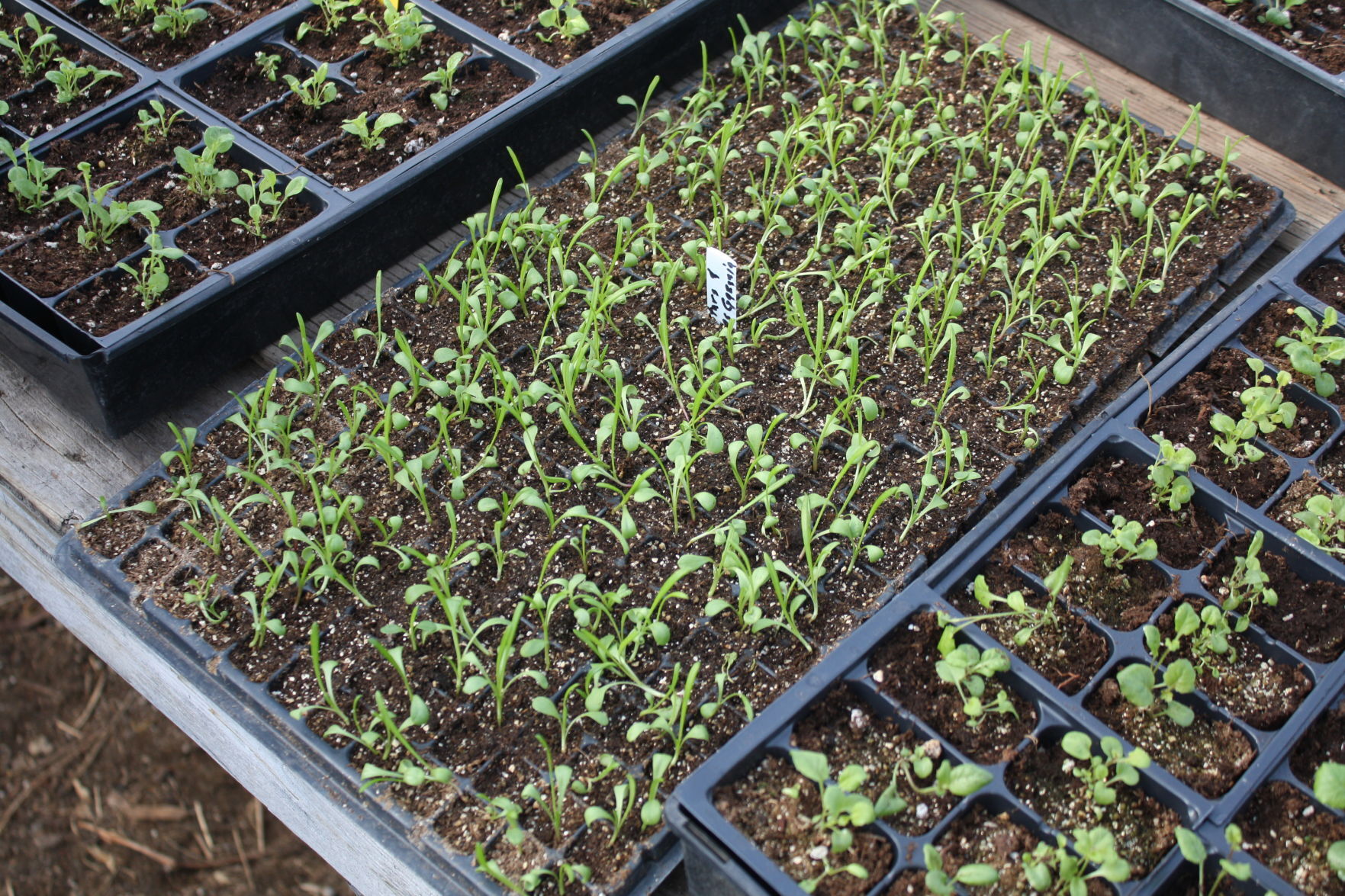 Starting seeds at home